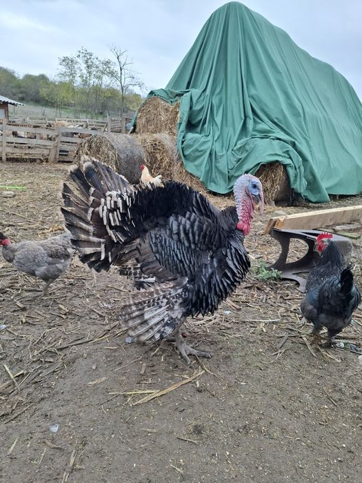 Curcani crescuti la țară