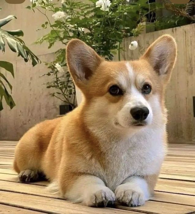 Выгул собак. Погуляю с вашими питомцами