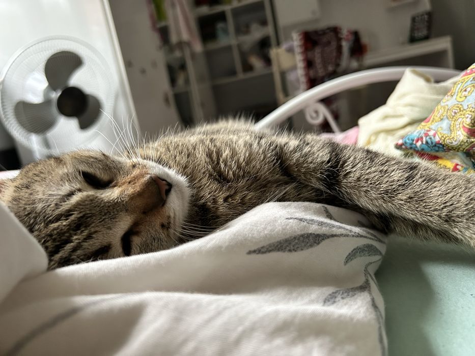 Ищу дом для кошечки