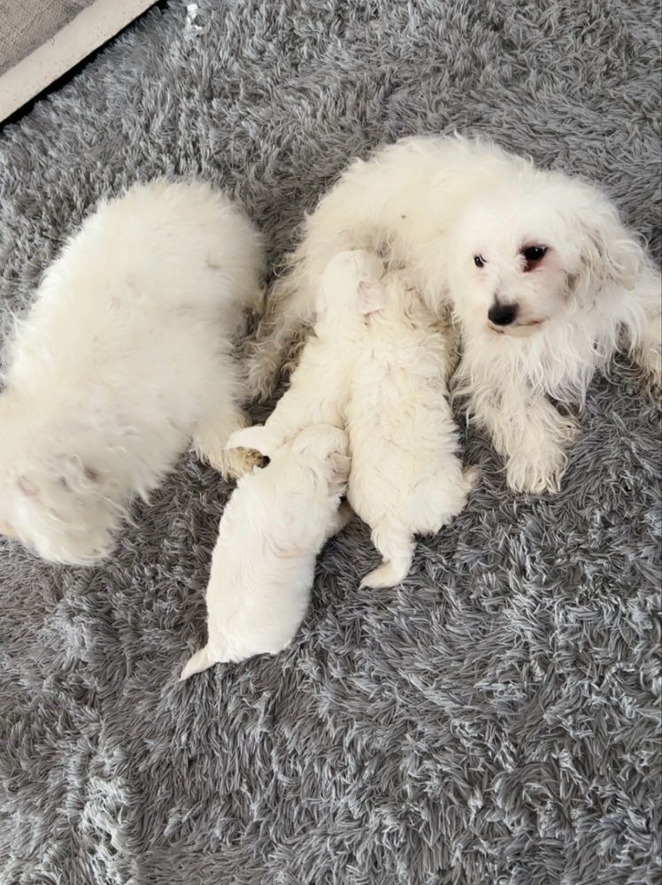Bichon talie mica