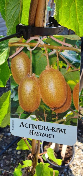 Pomi Fructiferi Exotici La Ghiveci (Kiwi)