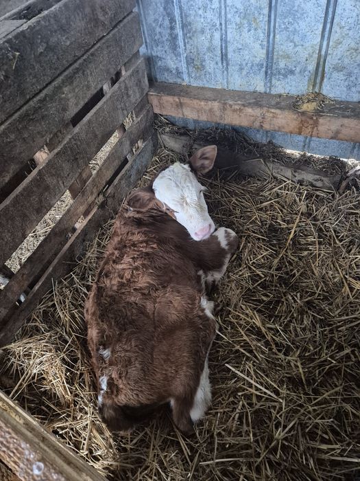 Vând patru vitele de ținut