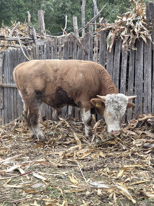 Taur de vânzare varsta1 1 an și 5 luni  aprox.350-400kg.