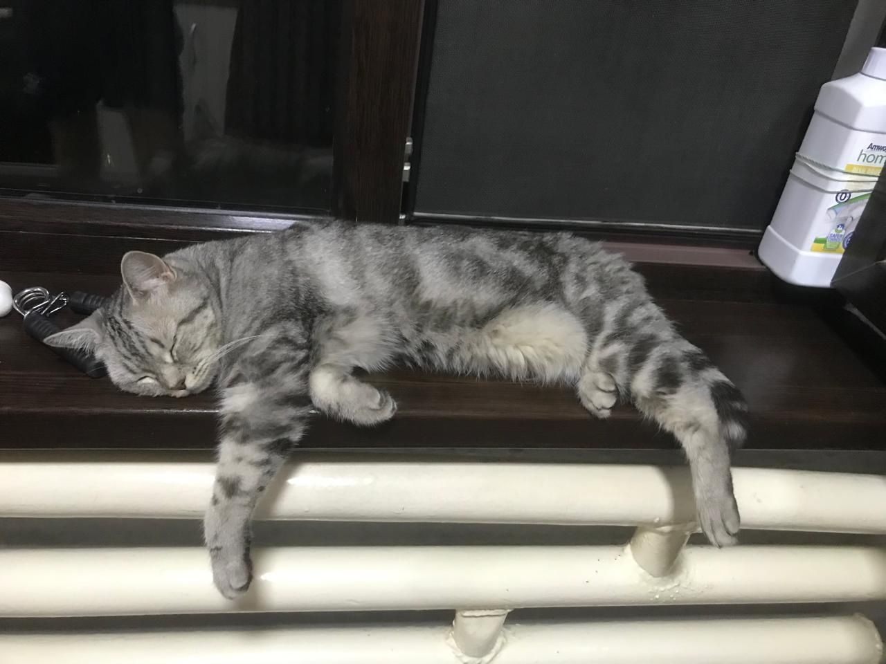 Кошка шотландский прямоухий кот срочно прадаются