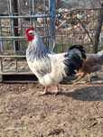 De vânzare cocoș Sussex