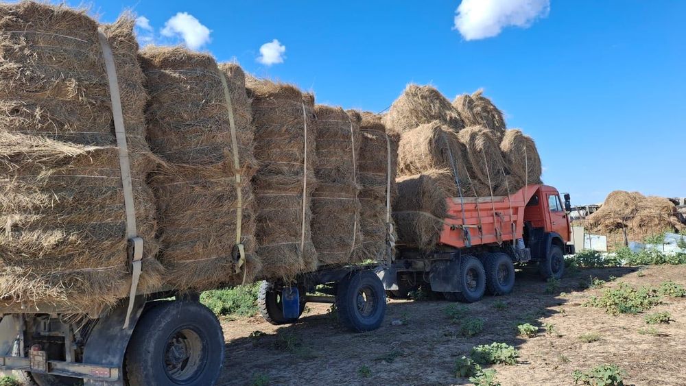 Ақтық шөп жусан аралас