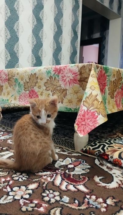 Отдам котенка в хорошие руки