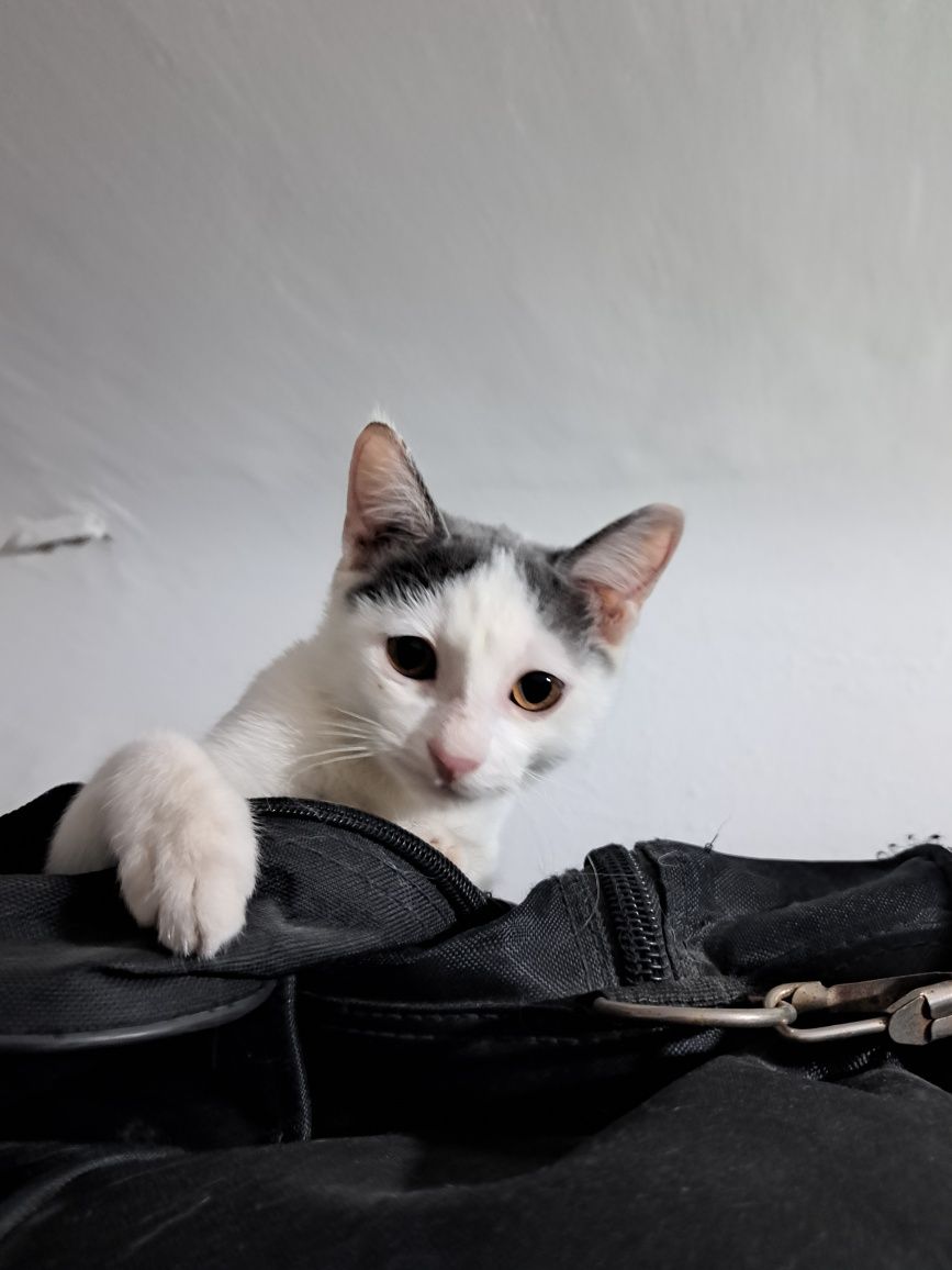 Котёнок 4 месяца