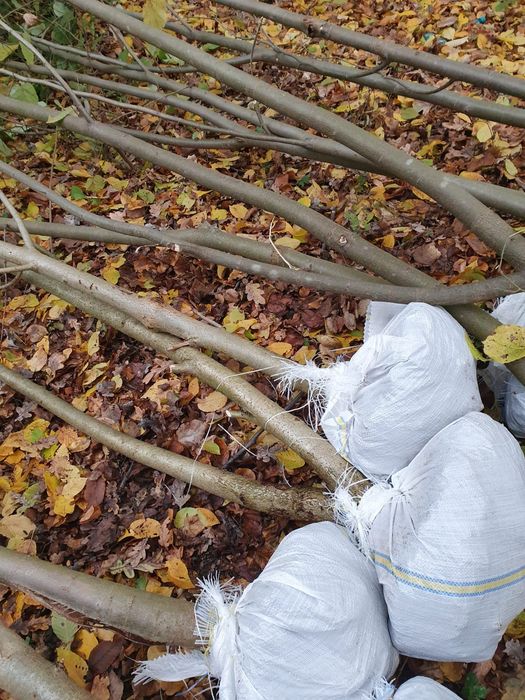 Copaci ornamentali diferite înălțimi