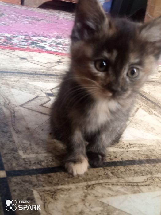 Черепаховая кошка