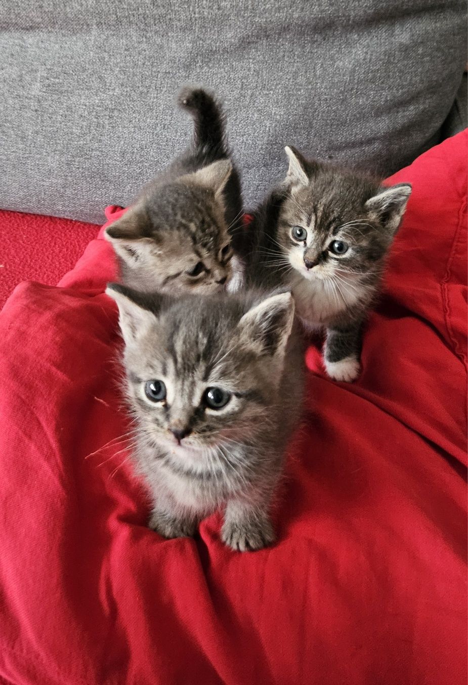 Котята ищут хозяев
