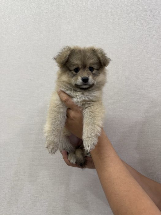 Щенки смесь Шпиц и Такса