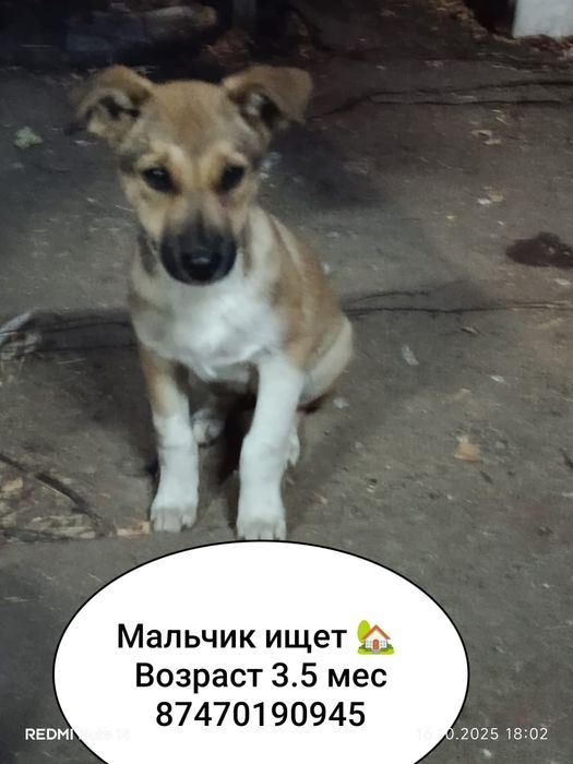 Срочно малышам нужен дом.