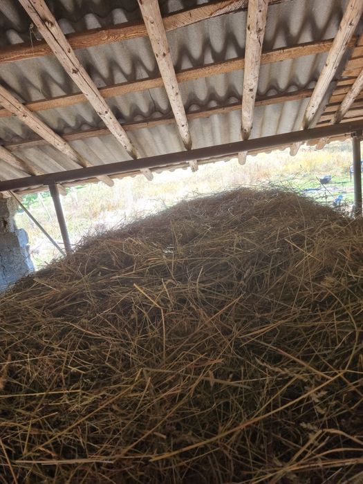 De vânzare FÂN calitatea 1