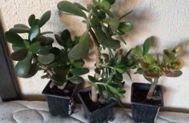 продам денежное дерево