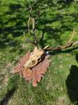 Coarne Craniu Cerb pe Panoplie Lemn Sculptat