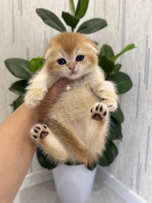 Кот на вязку привазной кот