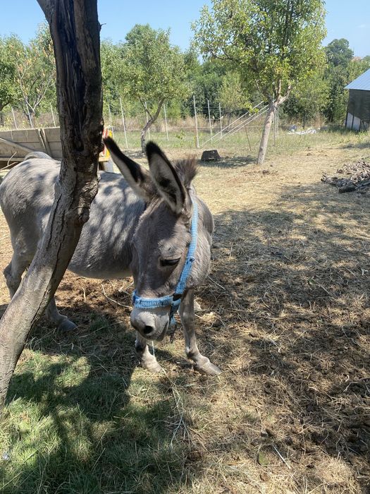 Vând măgăriță blândă și..viitoare mămică!