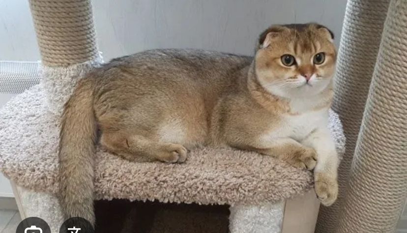 Вязка кот шиншилла