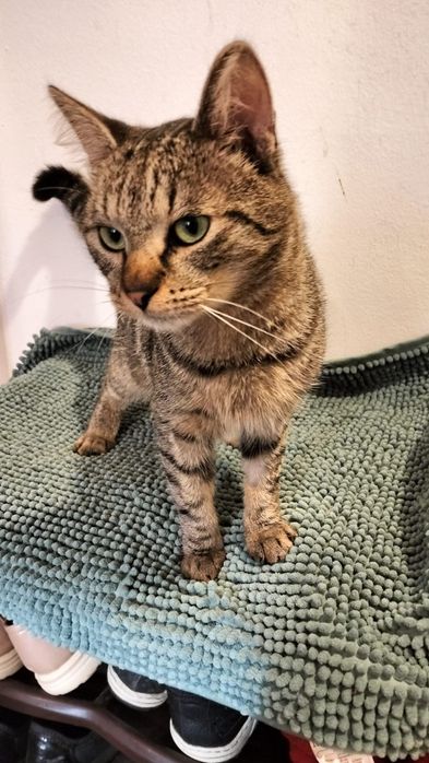 Donez un motan. Are 7 luni.