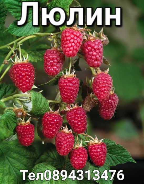 Разсад малини ягоди