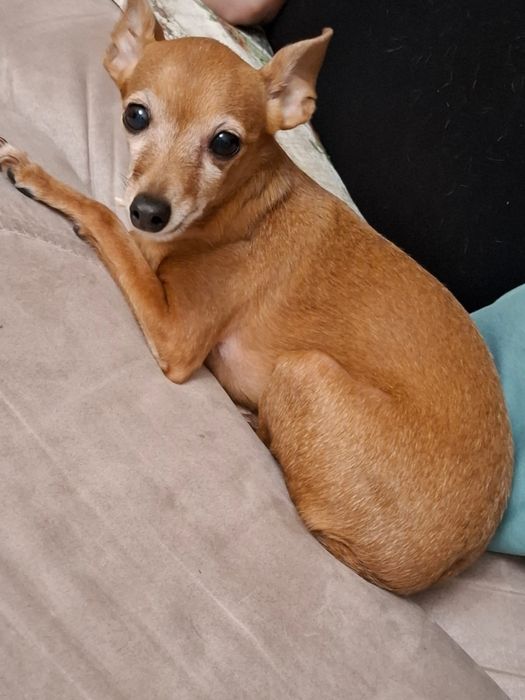 Отдам собаку в хорошие руки