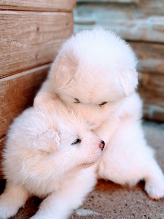 Se cauta familie iubitoare pui Samoyed