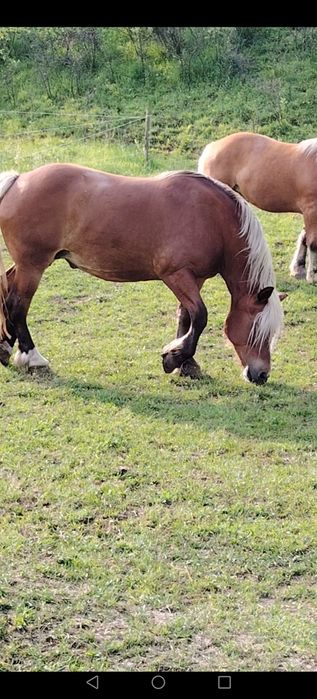 Vând  iapa și manza