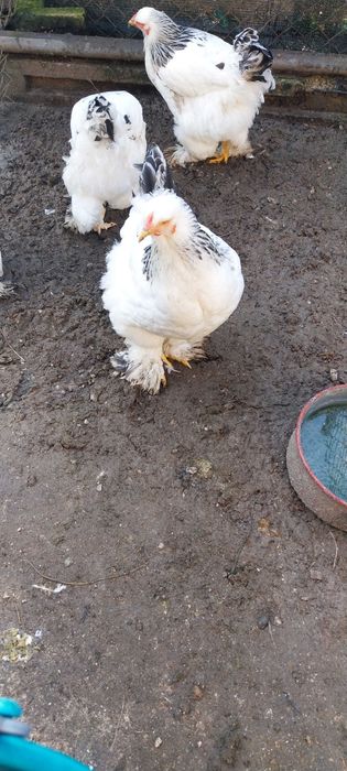 Vând 5 găini Brahma Herminat Deschis