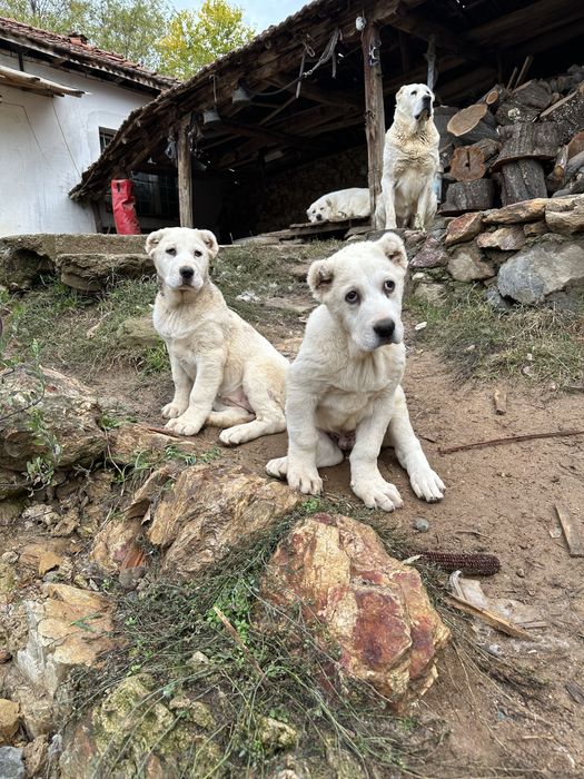 Алабай на два месеца