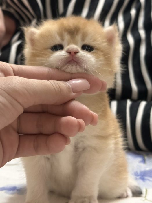 Плюшки золотинки лялечки
