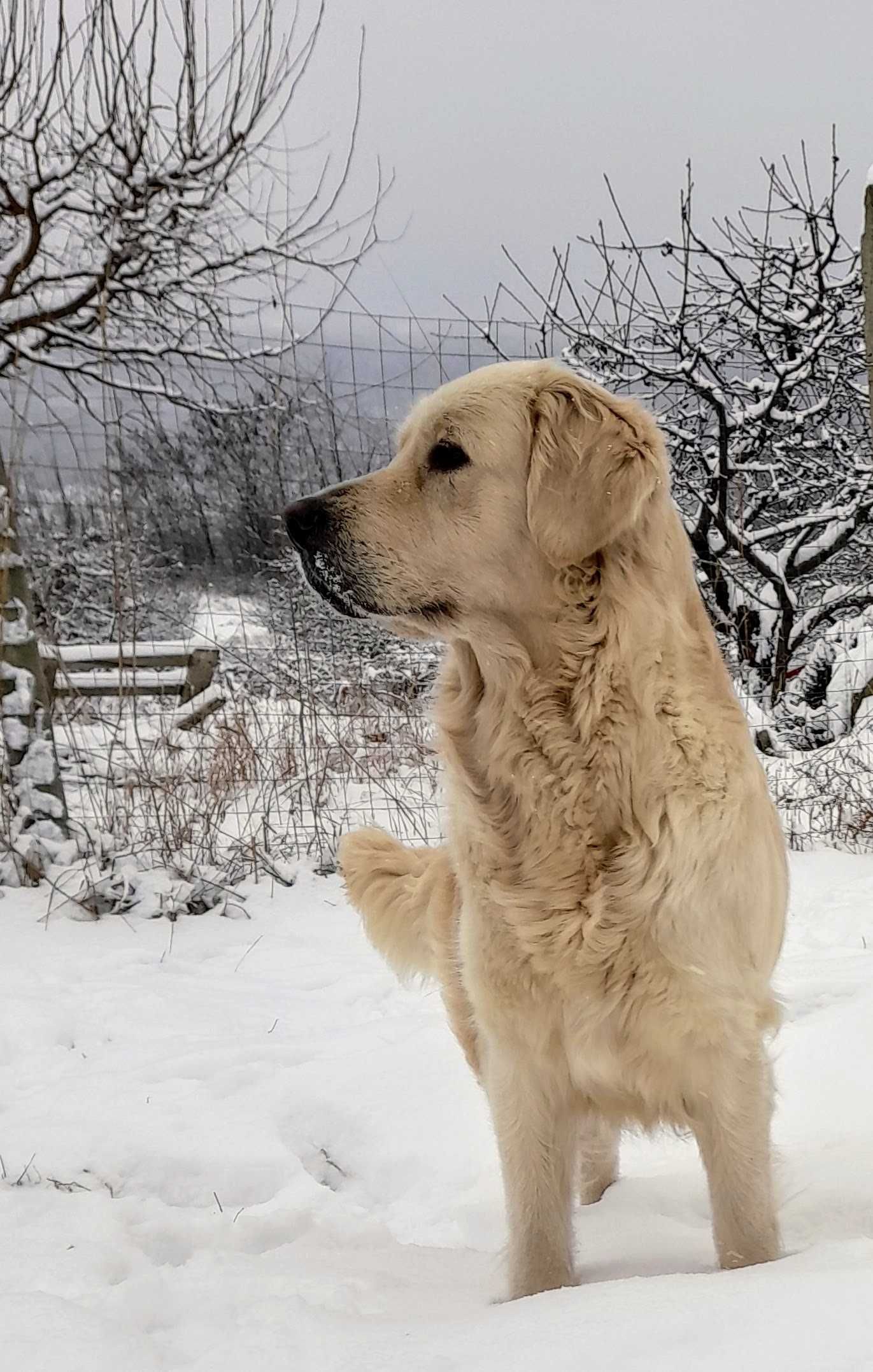 Mascul golden retriever , pedigree A, parinti campioni testati