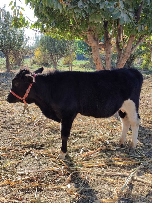 Novvoschalar sotiladi