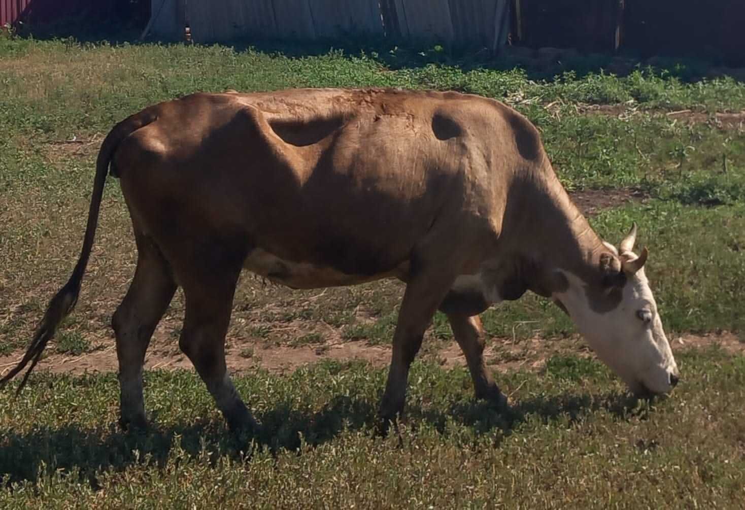 Продам стельную корову