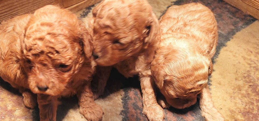 Той и мини пуделчета