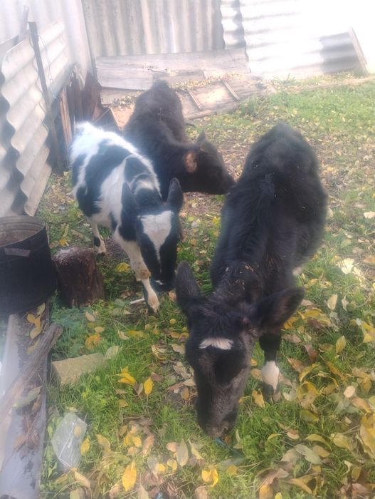 Продавам три  телета отбити