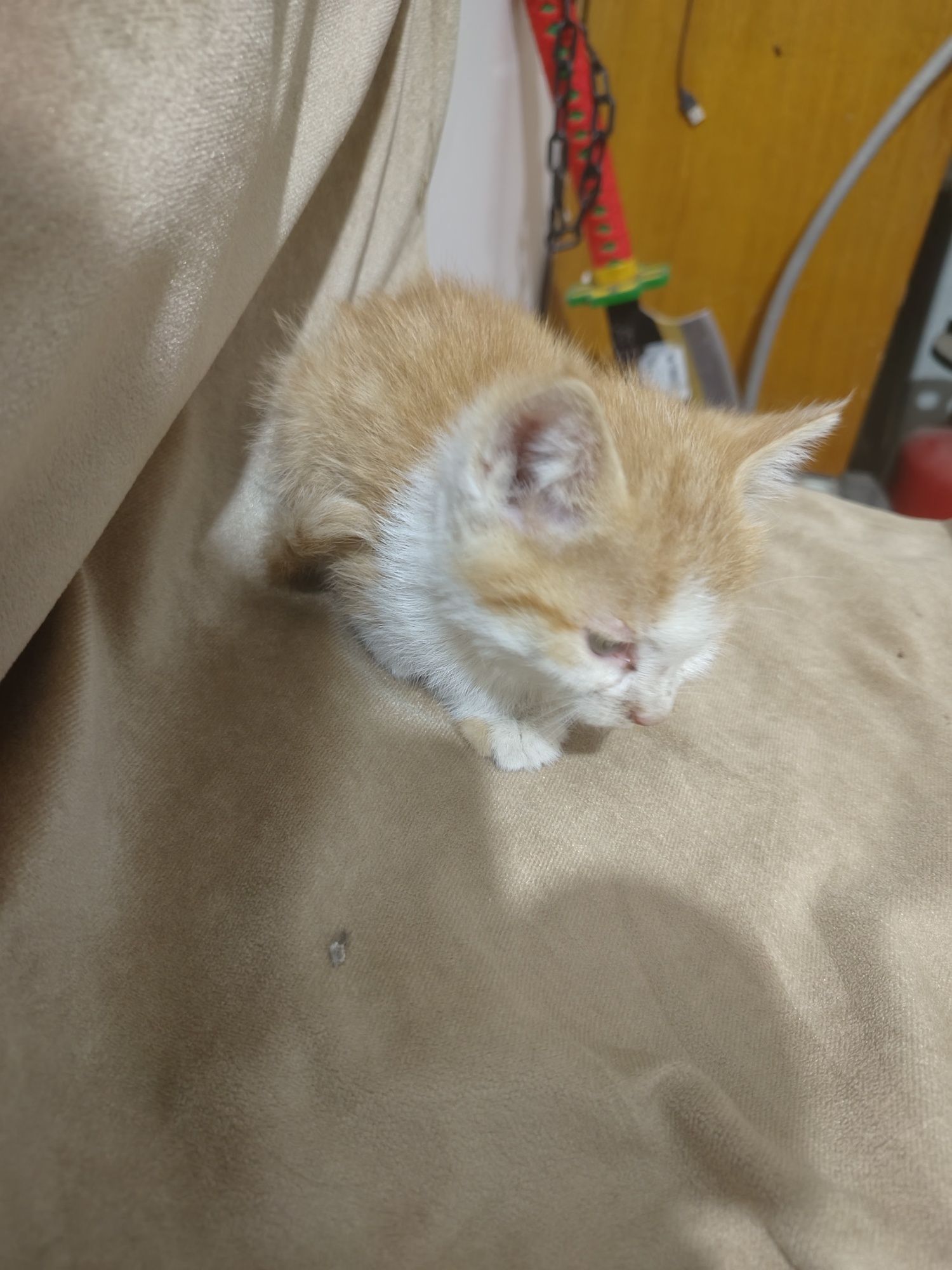 Кот персик помещается на ладошке