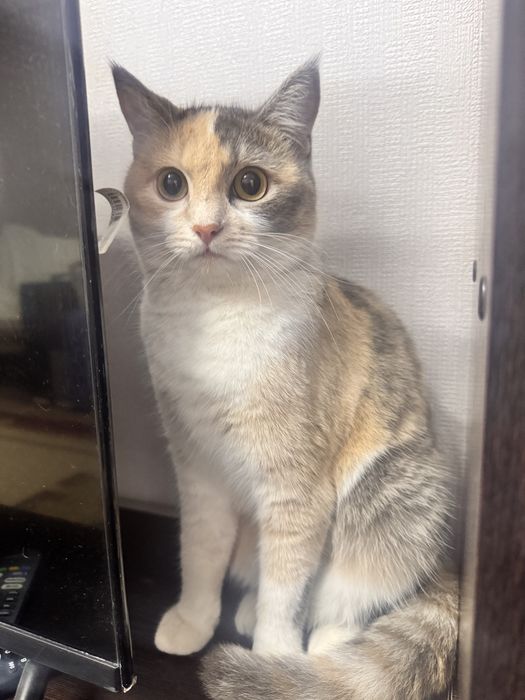 Кошка стерилизованная,трехцветная. В хорошие руки