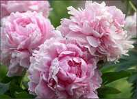 Bujor Sarah Bernhardt/ Roz ,floare batuta, parfumata