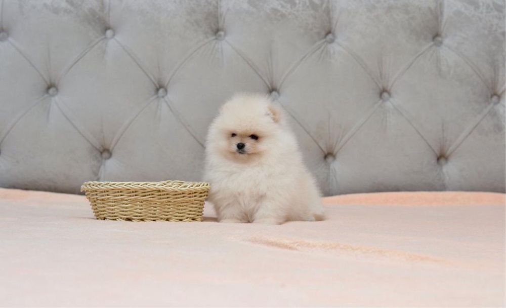 Pomeranian cu pedigree!