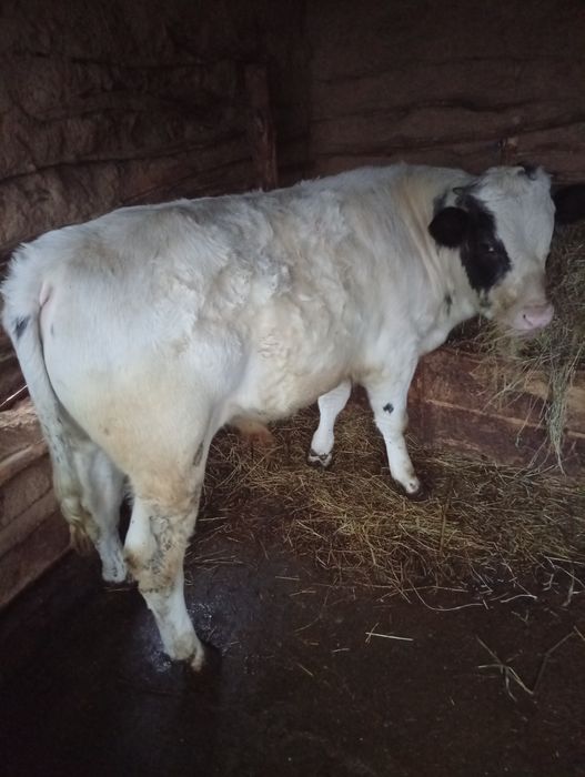 Vand 2 viței albastru belgian