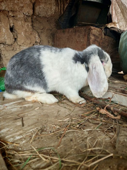 Продаётся крольчиха