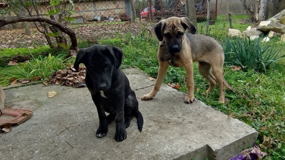 Продавам Немски дог