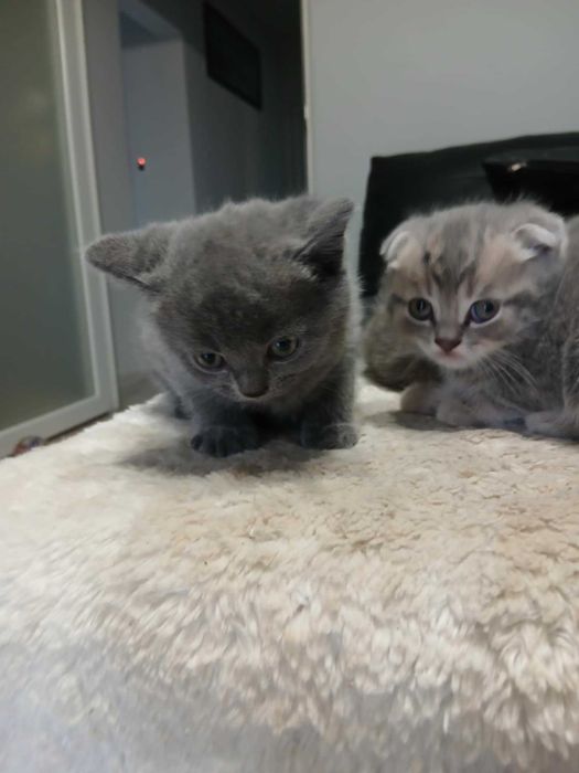 Шотландско клепоухо котенце