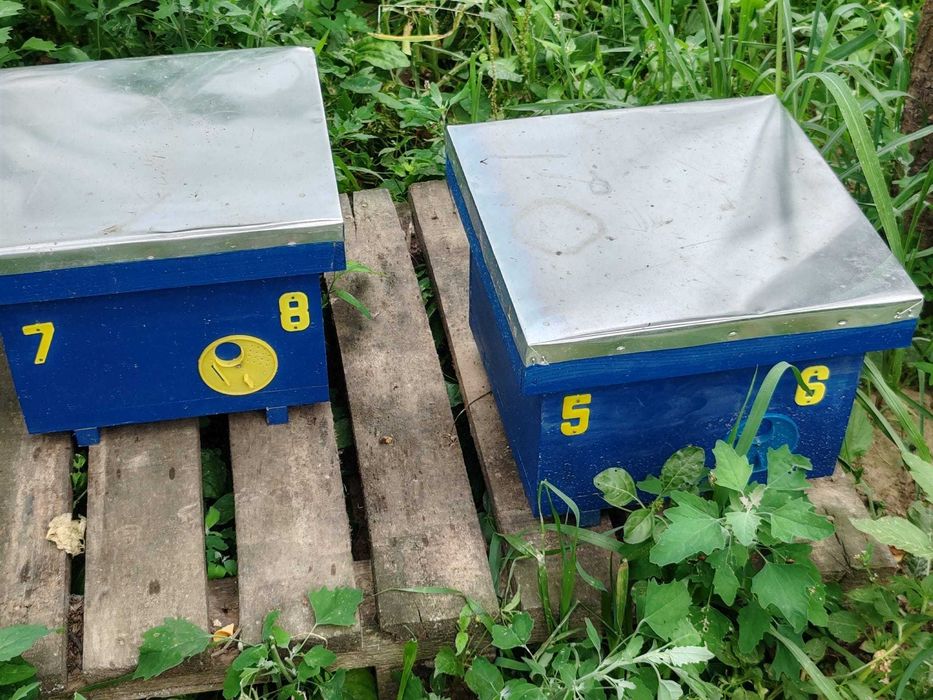 Cutii stupi 15 rame orizontali , roinite 6 rame și nuclee imperechere