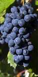Struguri de vin de toate soiurile