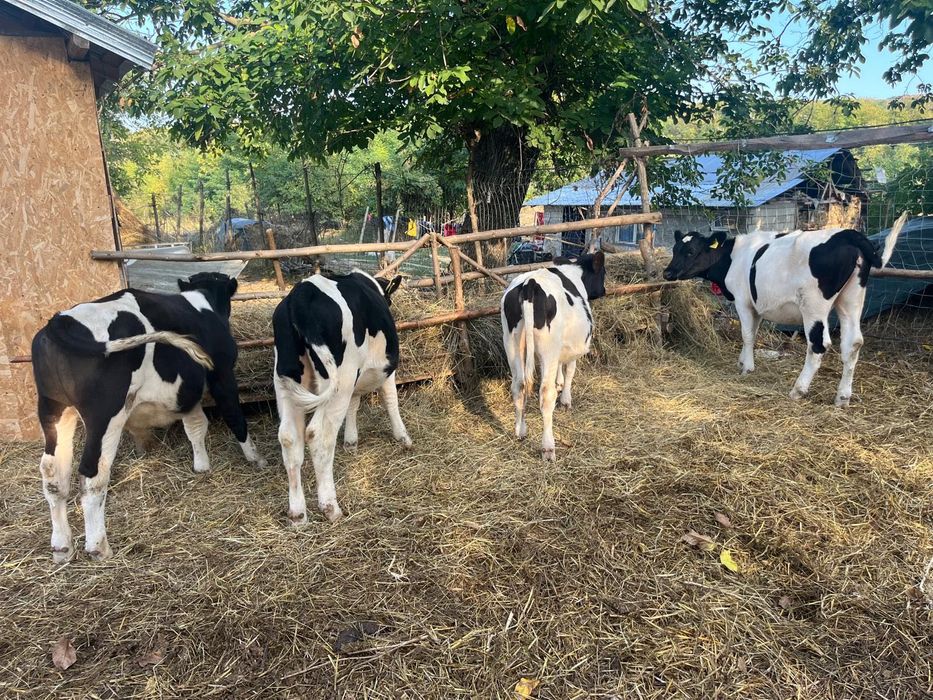 Aduc viței mari pe comandă