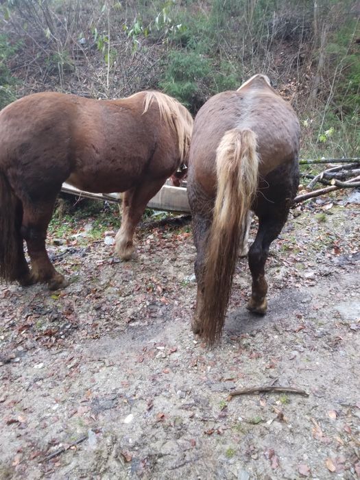 De vânzare două mînze