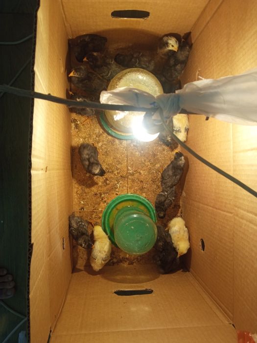 Балапан, амрокс, тауық, кучин адлер балапандар, balapandar