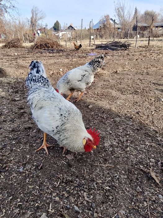 Петух, кораз, кученские, барковская